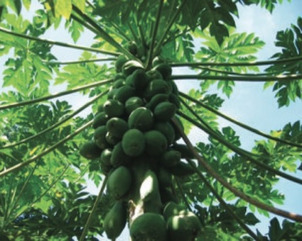 More Jaloux Estate Fruits Coconuts